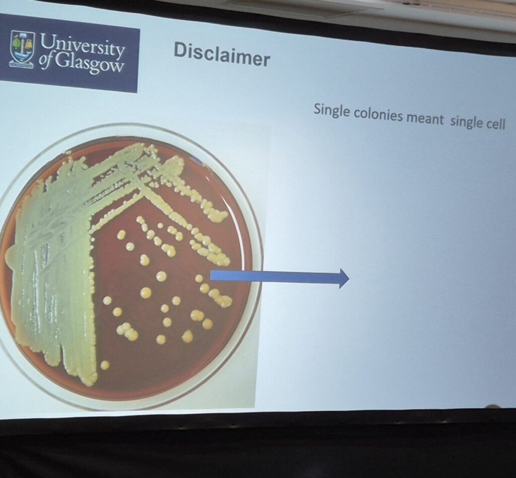 Bacterial plate